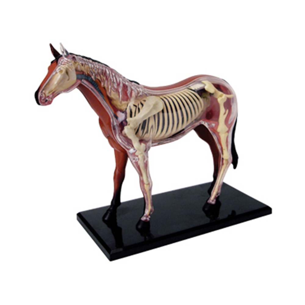 동물 장기 해부학 모델, 4D 말 지능 조립 장난감,  - Science Toys Diy 리뷰 및 가격